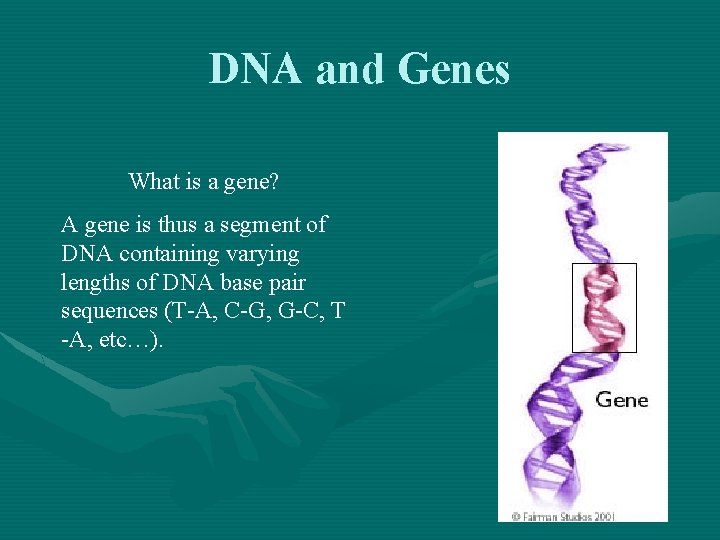 DNA and Genes What is a gene? A gene is thus a segment of