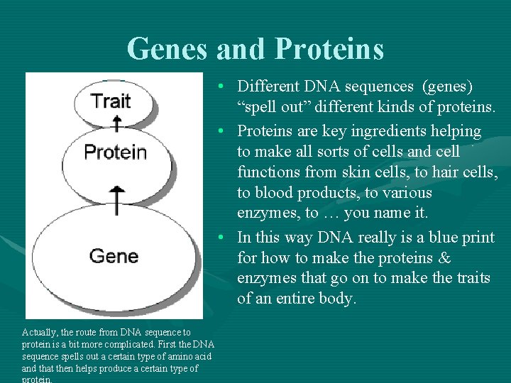Genes and Proteins • Different DNA sequences (genes) “spell out” different kinds of proteins.