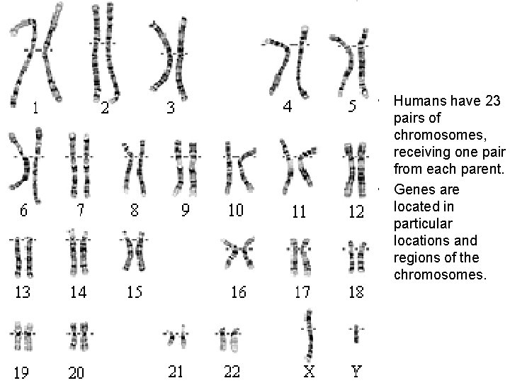  • Humans have 23 pairs of chromosomes, receiving one pair from each parent.