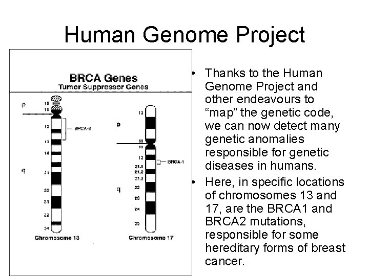 Human Genome Project • Thanks to the Human Genome Project and other endeavours to