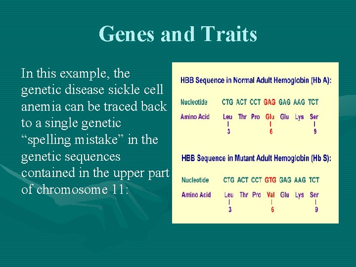 Genes and Traits In this example, the genetic disease sickle cell anemia can be