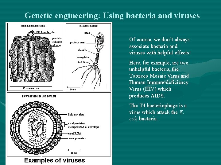 Genetic engineering: Using bacteria and viruses Of course, we don’t always associate bacteria and
