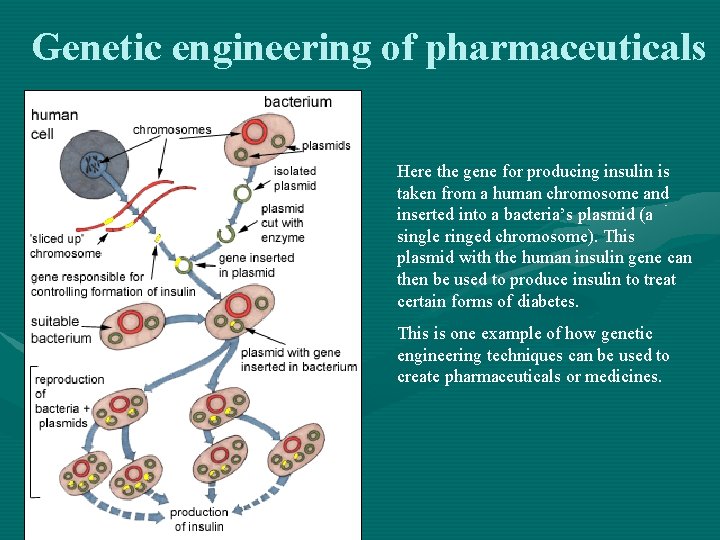 Genetic engineering of pharmaceuticals Here the gene for producing insulin is taken from a