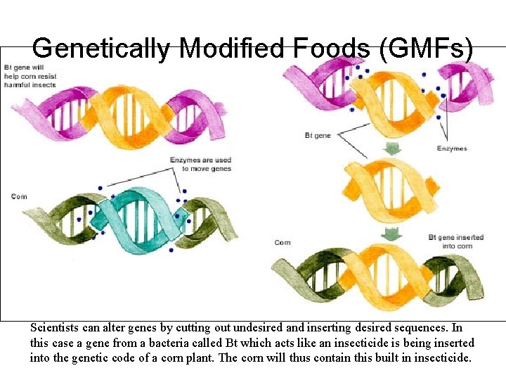 Genetically Modified Foods (GMFs) Scientists can alter genes by cutting out undesired and inserting