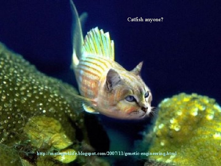 Catfish anyone? http: //mathgeeklife. blogspot. com/2007/11/genetic-engineering. html 
