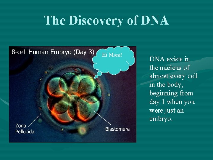 The Discovery of DNA Hi Mom! DNA exists in the nucleus of almost every