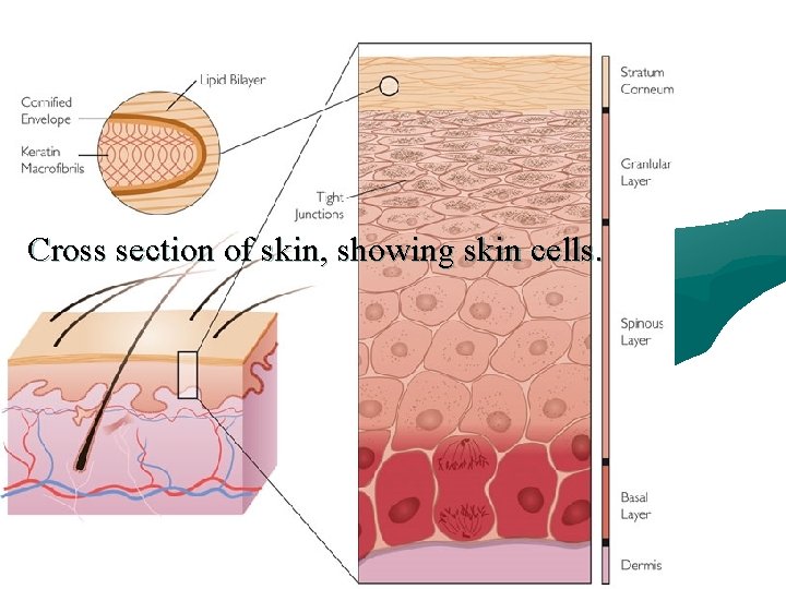 Cross section of skin, showing skin cells. 