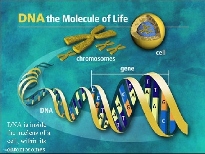 DNA is inside the nucleus of a cell, within its chromosomes 