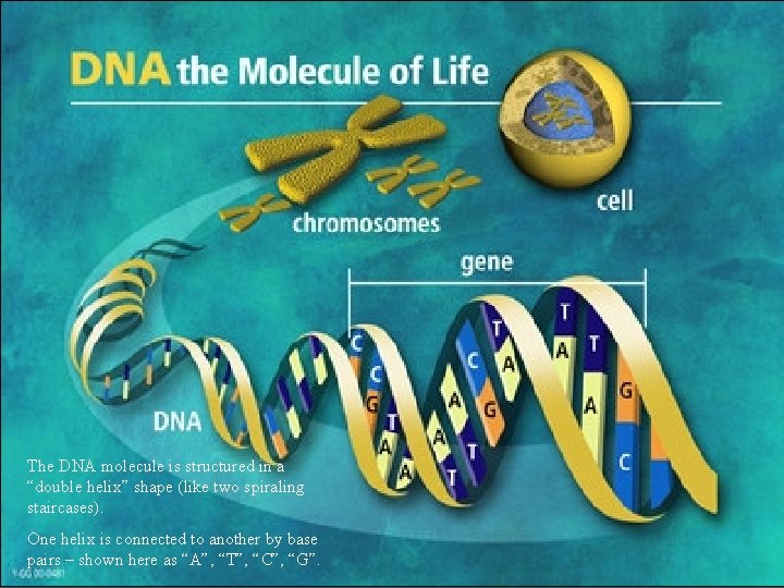 The DNA molecule is structured in a “double helix” shape (like two spiraling staircases).