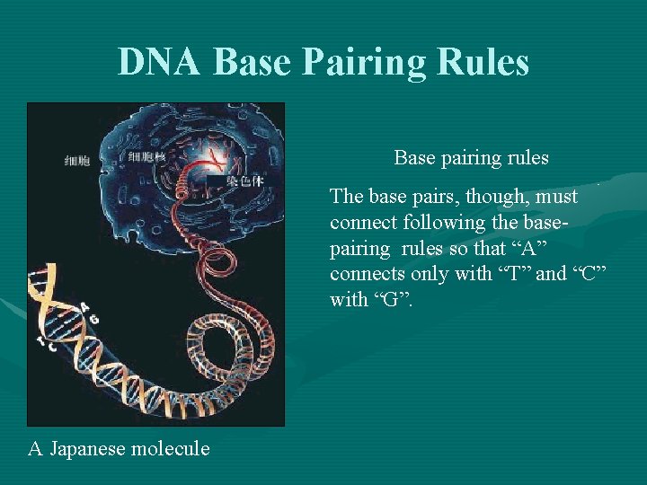 DNA Base Pairing Rules Base pairing rules The base pairs, though, must connect following