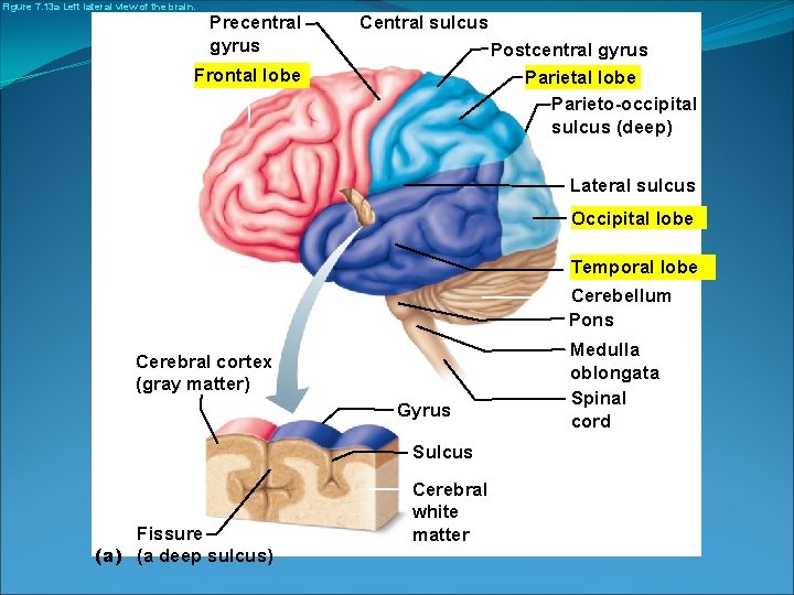 Figure 7. 13 a Left lateral view of the brain. Precentral gyrus Central sulcus