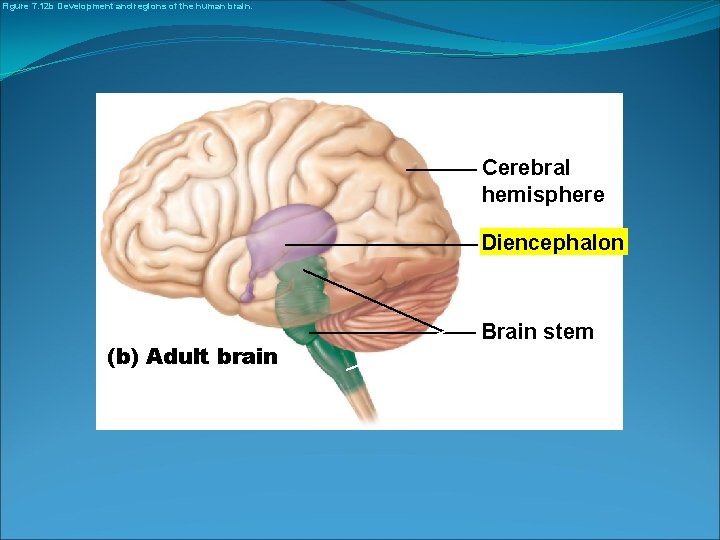 Figure 7. 12 b Development and regions of the human brain. Cerebral hemisphere Diencephalon