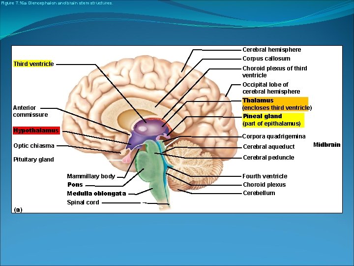 Figure 7. 16 a Diencephalon and brain stem structures. Cerebral hemisphere Corpus callosum Third