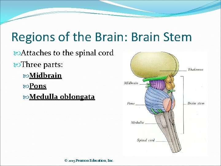 Regions of the Brain: Brain Stem Attaches to the spinal cord Three parts: Midbrain