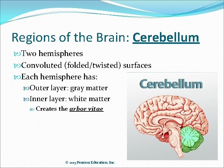 Regions of the Brain: Cerebellum Two hemispheres Convoluted (folded/twisted) surfaces Each hemisphere has: Outer