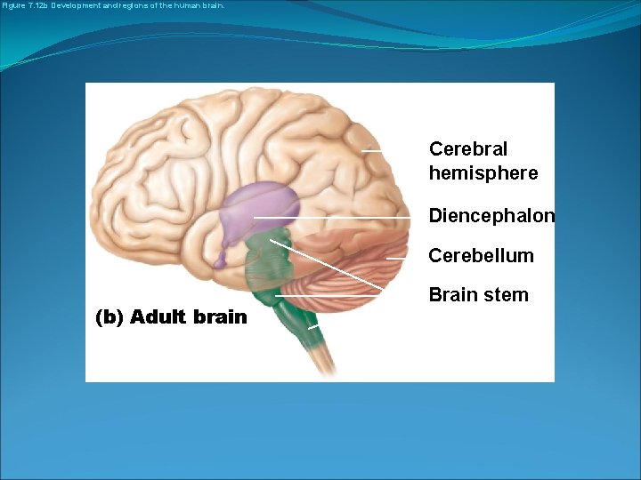 Figure 7. 12 b Development and regions of the human brain. Cerebral hemisphere Diencephalon