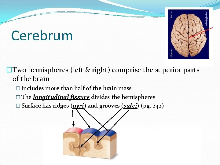 Cerebrum �Two hemispheres (left & right) comprise the superior parts of the brain �