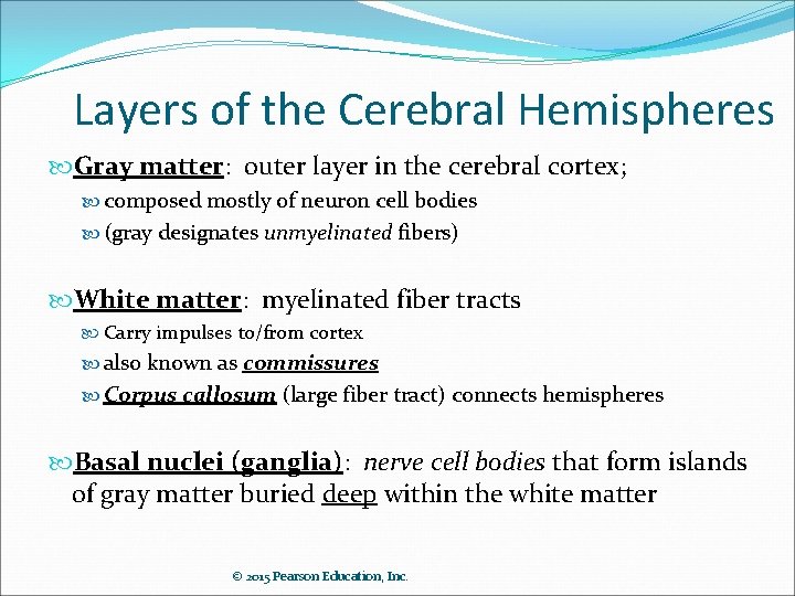 Layers of the Cerebral Hemispheres Gray matter: outer layer in the cerebral cortex; composed