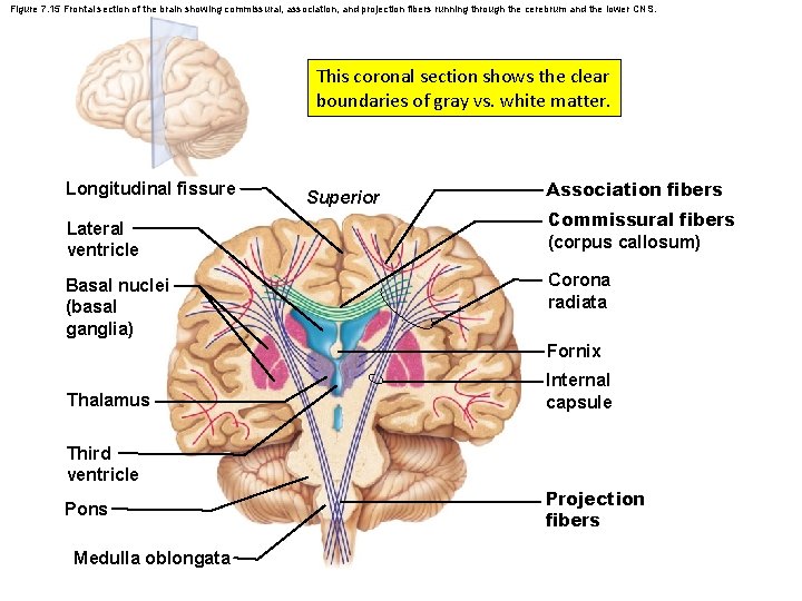 Figure 7. 15 Frontal section of the brain showing commissural, association, and projection fibers