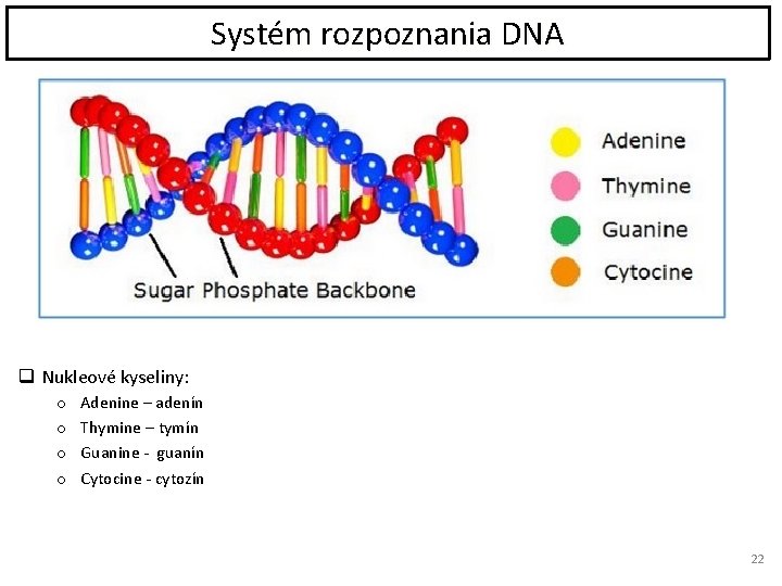 Systém rozpoznania DNA q Nukleové kyseliny: o o Adenine – adenín Thymine – tymín