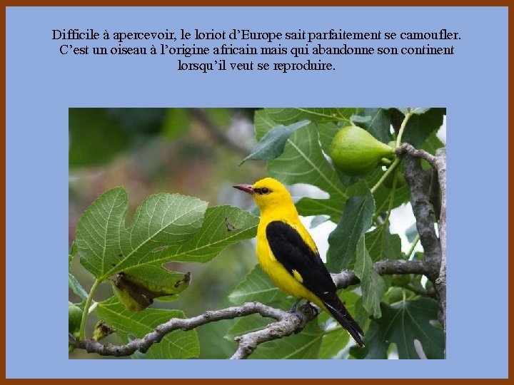 Difficile à apercevoir, le loriot d’Europe sait parfaitement se camoufler. C’est un oiseau à