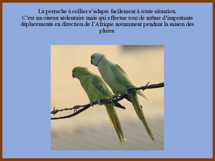 La perruche à collier s’adapte facilement à toute situation. C’est un oiseau sédentaire mais