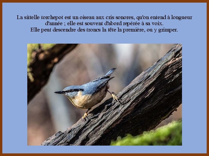 La sittelle torchepot est un oiseau aux cris sonores, qu'on entend à longueur d'année