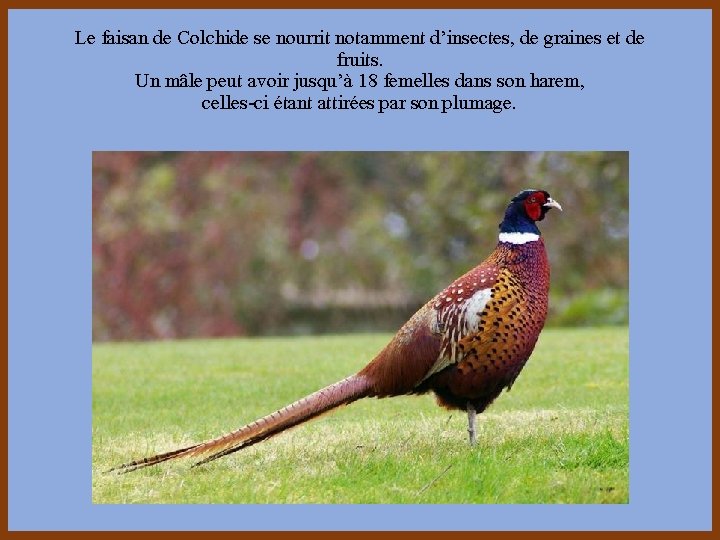 Le faisan de Colchide se nourrit notamment d’insectes, de graines et de fruits. Un