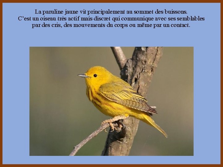 La paruline jaune vit principalement au sommet des buissons. C’est un oiseau très actif