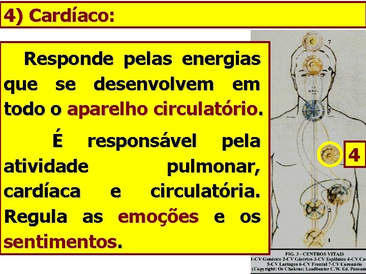 4) Cardíaco: Responde pelas energias que se desenvolvem em todo o aparelho circulatório. É