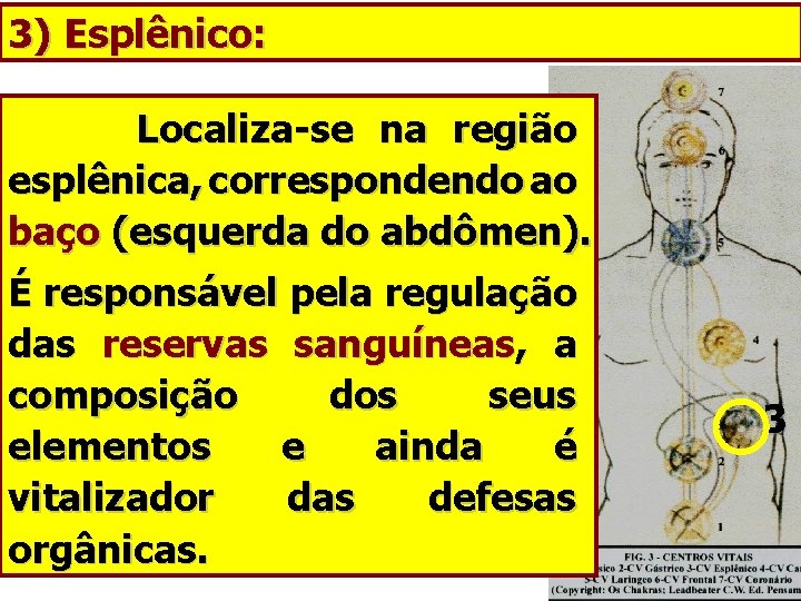 3) Esplênico: Localiza-se na região esplênica, correspondendo ao baço (esquerda do abdômen). É responsável