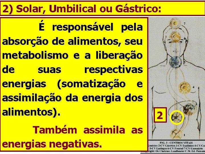 2) Solar, Umbilical ou Gástrico: É responsável pela absorção de alimentos, seu metabolismo e