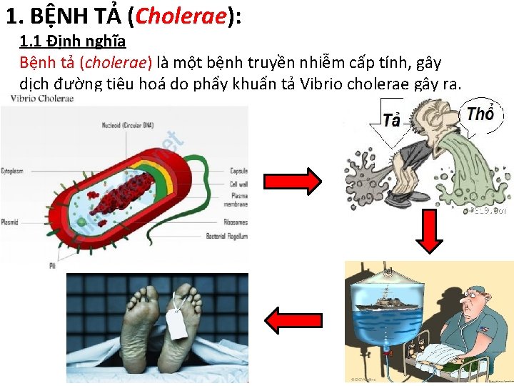 1. BỆNH TẢ (Cholerae): 1. 1 Định nghĩa Bệnh tả (cholerae) là một bệnh