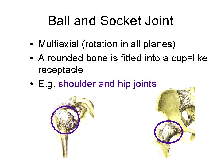 Ball and Socket Joint • Multiaxial (rotation in all planes) • A rounded bone