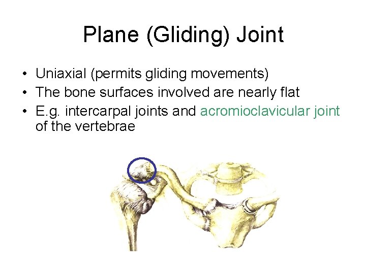 Plane (Gliding) Joint • Uniaxial (permits gliding movements) • The bone surfaces involved are
