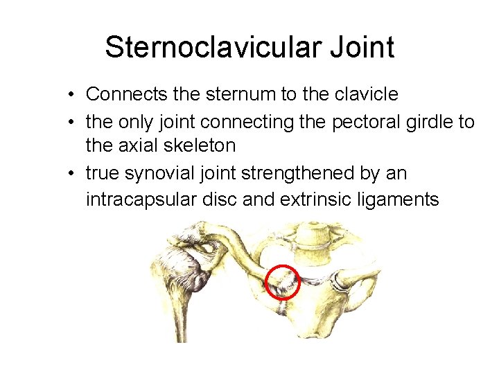 Sternoclavicular Joint • Connects the sternum to the clavicle • the only joint connecting