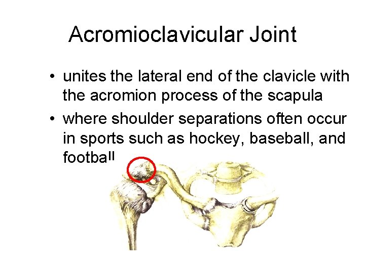 Acromioclavicular Joint • unites the lateral end of the clavicle with the acromion process
