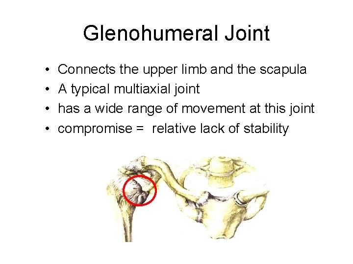 Glenohumeral Joint • • Connects the upper limb and the scapula A typical multiaxial