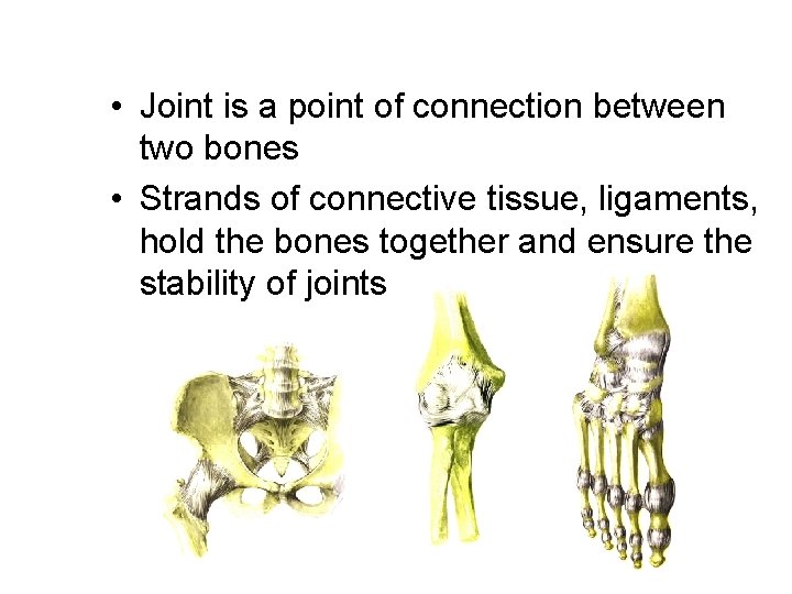  • Joint is a point of connection between two bones • Strands of