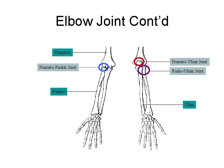 Elbow Joint Cont’d Humerus Humero-Ulnar Joint Humero-Radial Joint Radio-Ulnar Joint Radius Ulna 