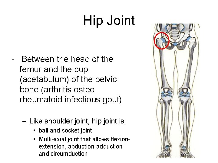 Hip Joint - Between the head of the femur and the cup (acetabulum) of