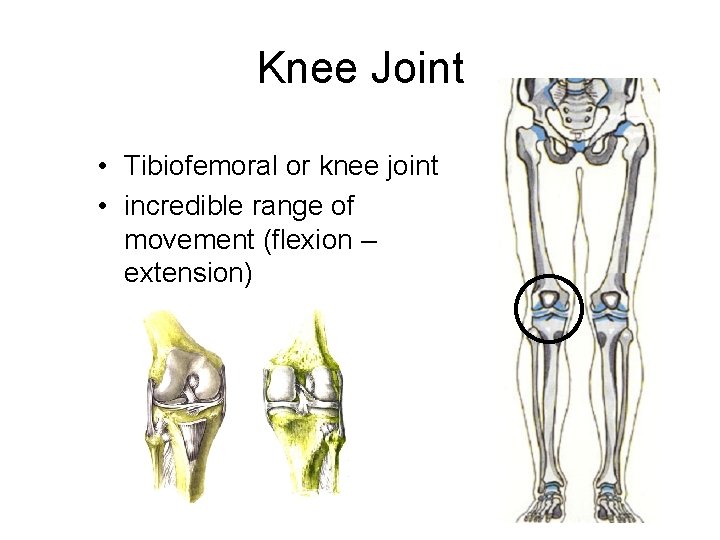 Knee Joint • Tibiofemoral or knee joint • incredible range of movement (flexion –