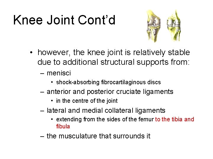 Knee Joint Cont’d • however, the knee joint is relatively stable due to additional