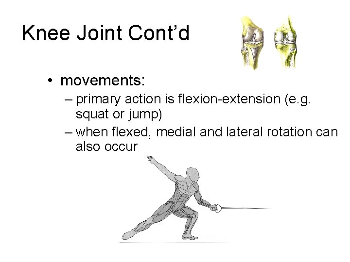 Knee Joint Cont’d • movements: – primary action is flexion-extension (e. g. squat or