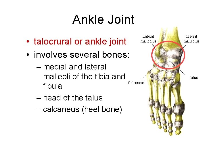 Ankle Joint • talocrural or ankle joint • involves several bones: – medial and