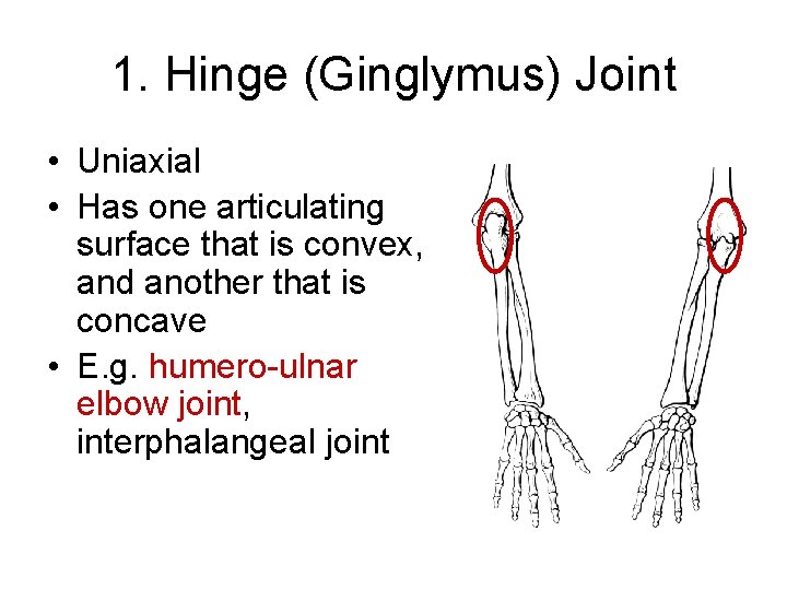1. Hinge (Ginglymus) Joint • Uniaxial • Has one articulating surface that is convex,