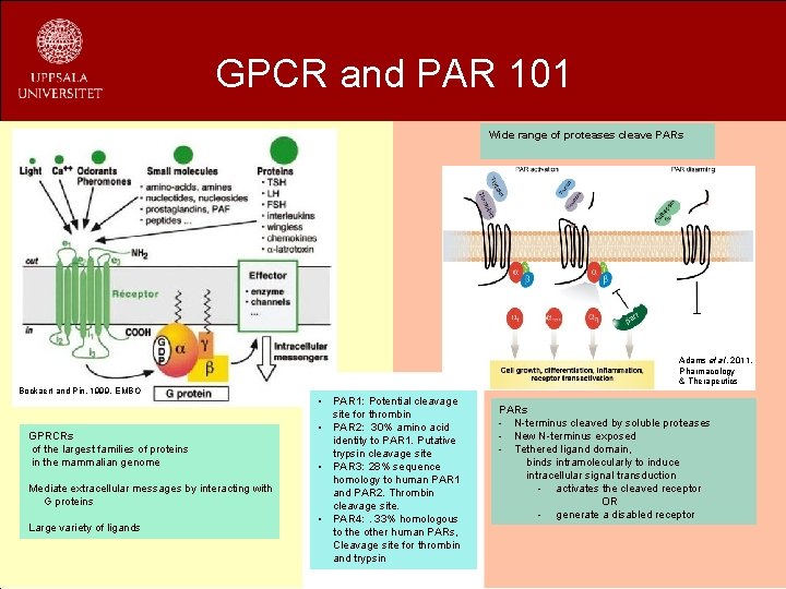 GPCR and PAR 101 Wide range of proteases cleave PARs Bockaert and Pin. 1999,