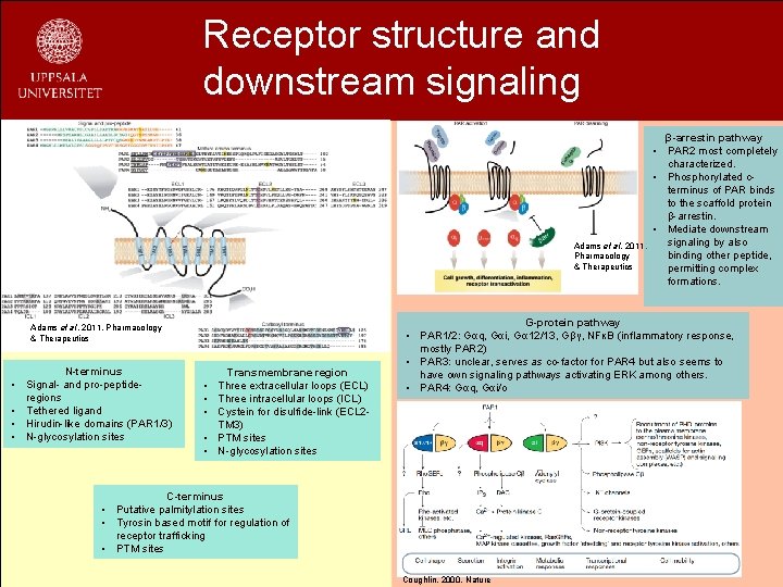 Receptor structure and downstream signaling Adams et al. 2011, Pharmacology & Therapeutics N-terminus •