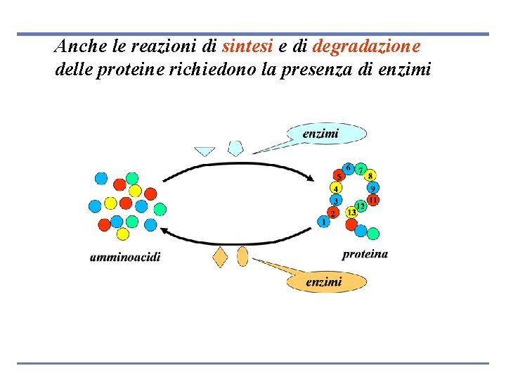 Anche le reazioni di sintesi e di degradazione delle proteine richiedono la presenza di