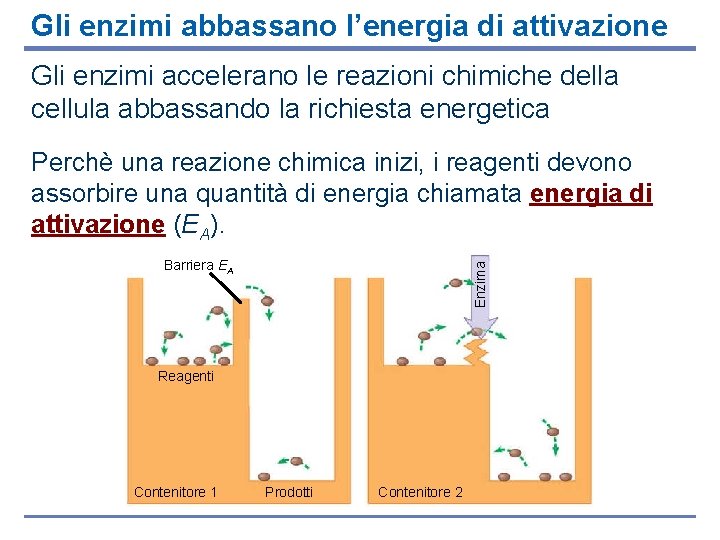 Gli enzimi abbassano l’energia di attivazione Gli enzimi accelerano le reazioni chimiche della cellula